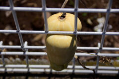 畑を逃げ出そうとしてタイ━━━━||Φ|(|´|Д|`|)|Φ||━━━━ホ４