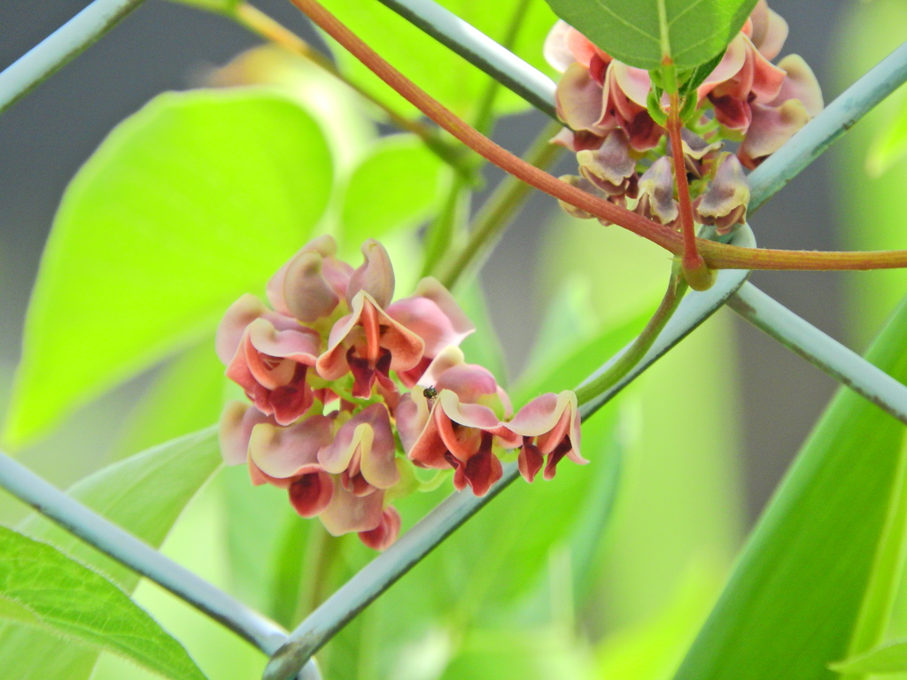 エアポテト（宇宙いも）　花　４