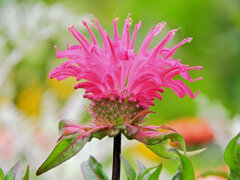 モナルダ　３