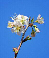 ヒマラヤ桜　開花　５