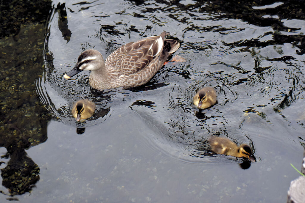 先週　誕生したカルガモの雛10羽は3羽に減りました｡･ﾟ(ﾟ⊃ω⊂ﾟ)ﾟ･｡　６