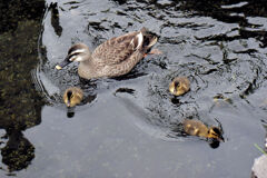 先週　誕生したカルガモの雛10羽は3羽に減りました｡･ﾟ(ﾟ⊃ω⊂ﾟ)ﾟ･｡　６