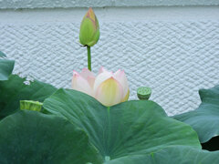 蓮　③