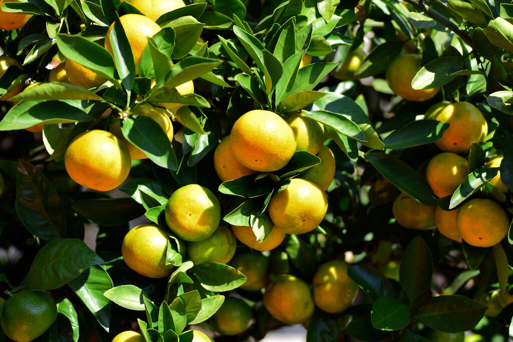 鈴なりの蜜柑　６