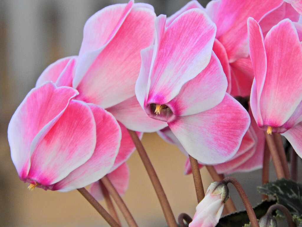 シクラメン　３