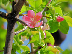 花梨の花が開花　２