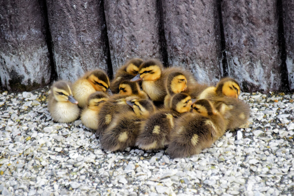 3月9日生まれのｶﾙｶﾞﾓの雛ちゃん12羽・雛ダンゴ２