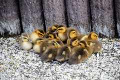 3月9日生まれのｶﾙｶﾞﾓの雛ちゃん12羽・雛ダンゴ２