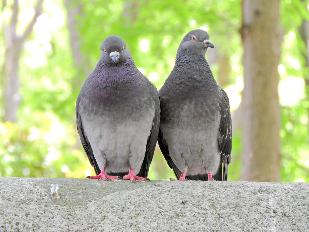 等々力緑地公園で森の鳥居の上で鳩がイチャイチャ♡９