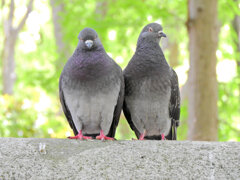 等々力緑地公園で森の鳥居の上で鳩がイチャイチャ♡９