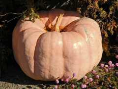 ハロウィンで売れ残った南瓜　８