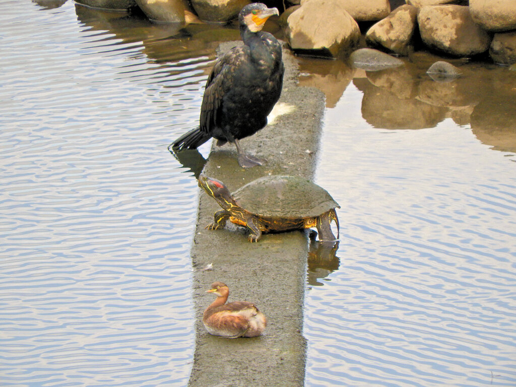 仲良し・・・（⌒^⌒)ｂうふっ♪