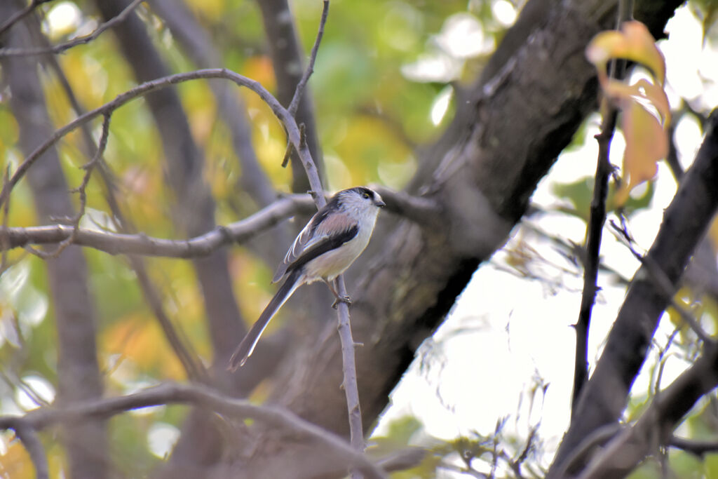 等々力緑地公園でエナガさん　１