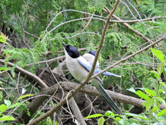 オナガさん檜の実を食べる　２