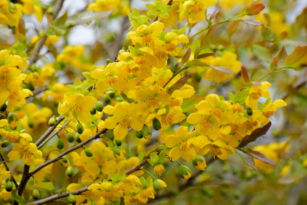 ミッキーマウスの木   （オクナ・セルラタ）　花　４