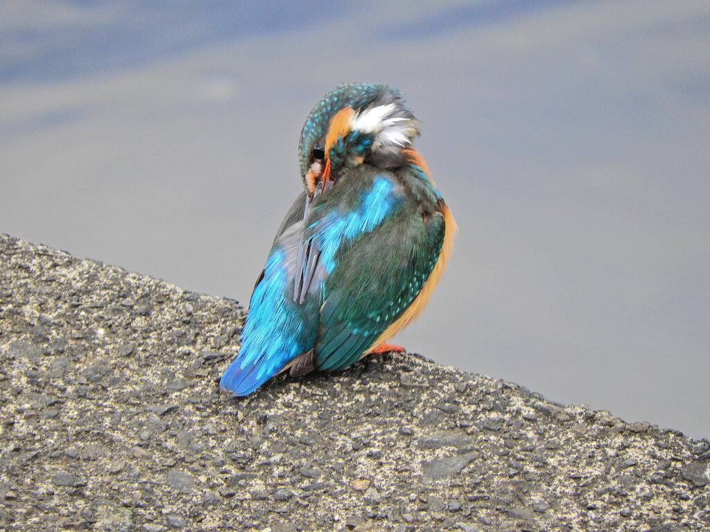 久々のカワセミさん　８