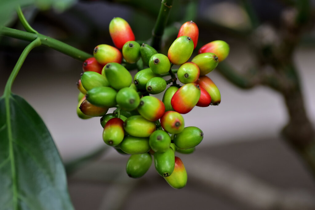 洋服の靑木ではありません　植物の靑木　実です　１