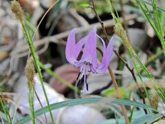 里山の斜面でカタクリの花　５