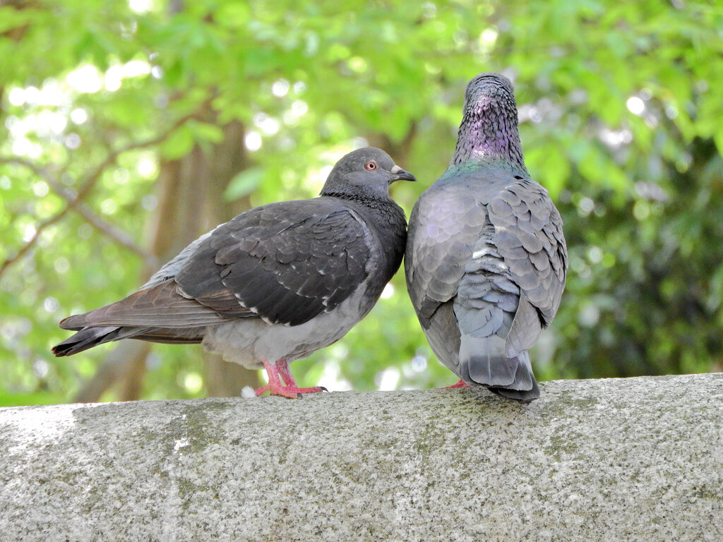等々力緑地公園で森の鳥居の上で鳩がイチャイチャ♡２