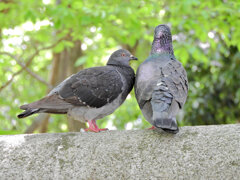 等々力緑地公園で森の鳥居の上で鳩がイチャイチャ♡２