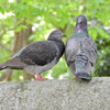 等々力緑地公園で森の鳥居の上で鳩がイチャイチャ♡２
