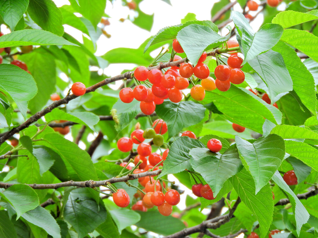 暖地桜桃（だんちおうとう）７