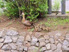 カルガモ一家の移動　２