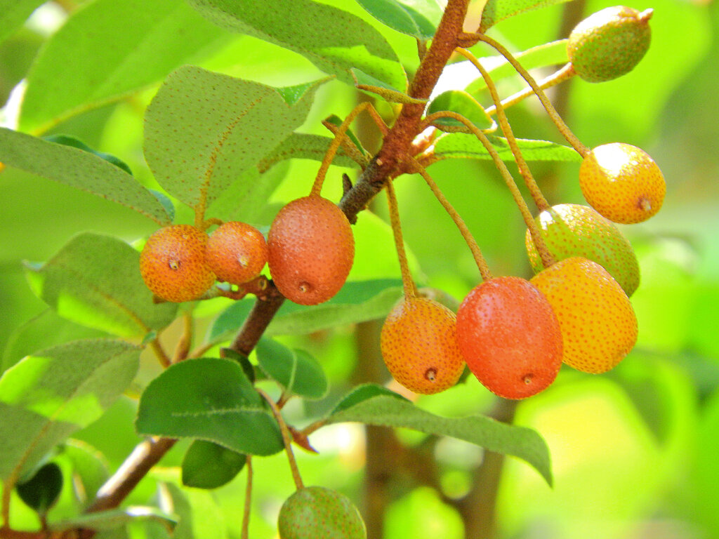夏茱萸(ナツグミ)　５