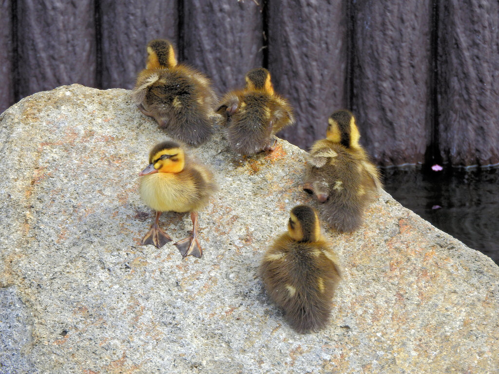 近所のせせらぎ遊歩道で今期初のカルガモの雛１０羽誕生　５