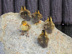 近所のせせらぎ遊歩道で今期初のカルガモの雛１０羽誕生　５