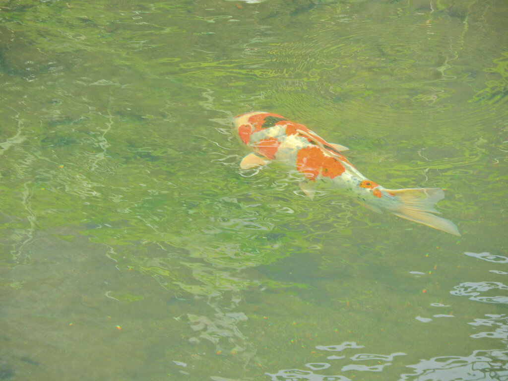 矢上川で錦鯉　１