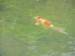 矢上川で錦鯉　１