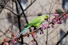 野生のワカケホンセイインコ 桜の花を食い散らかす　４