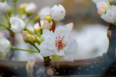 川崎市溝ノ口附近の梨園　梨の花が開花　６