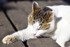 昨晩投稿した肉球の持ち猫　７