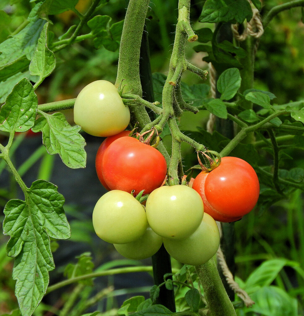レンタル農園でミニトマト　２