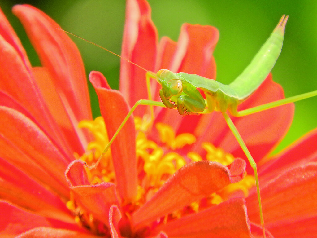 蟷螂さんと遊んだ(∩.∩）４