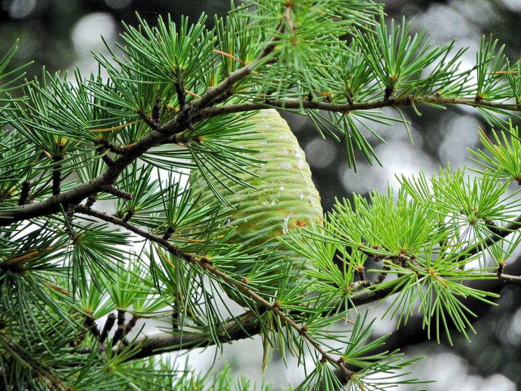 ヒマラヤスギ　２