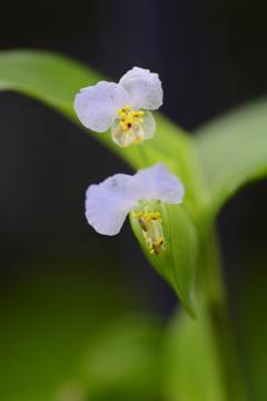 白い露草２