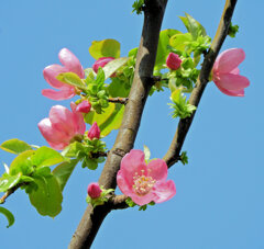 花梨の花が開花　４