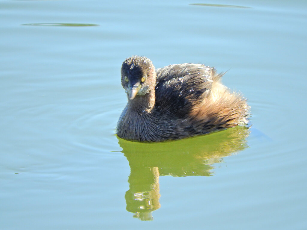 等々力緑地公園・・釣り堀池で　カイツブリ　３