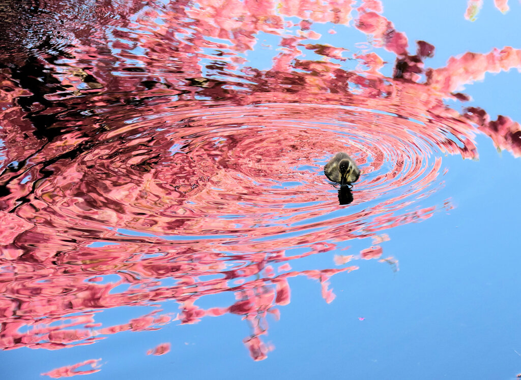 私の散歩道・・せせらぎ遊歩道　４