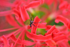 彼岸花にとまる虫さんは誰？　2/4