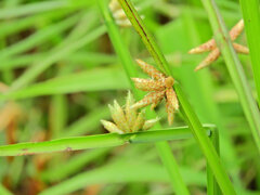 カンガレイ（寒枯藺）　４