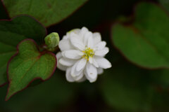 八重咲きドクダミ　６