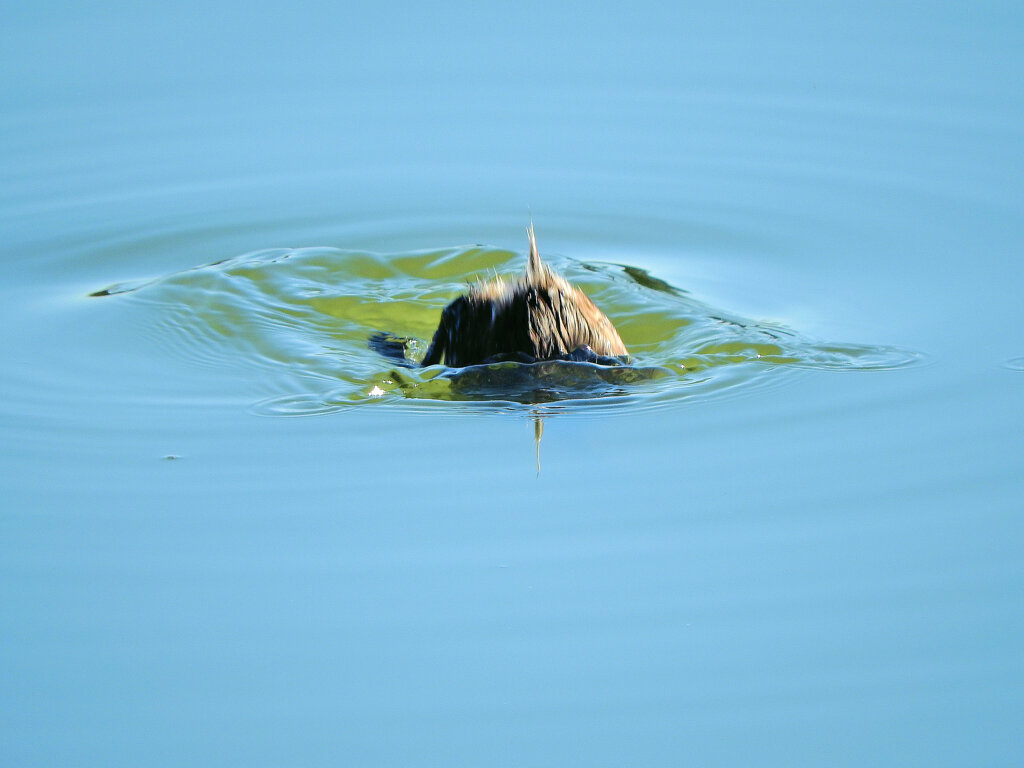 等々力緑地公園・・釣り堀池で　カイツブリ　２