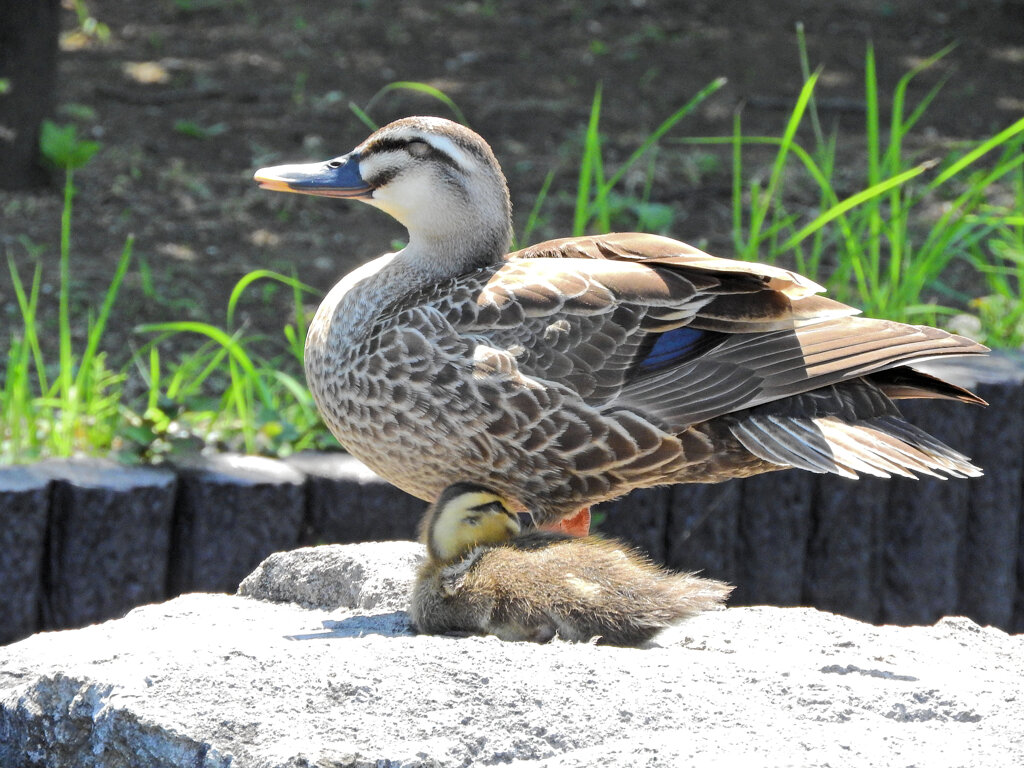 一人っ子の雛を守る　カルガモの母５