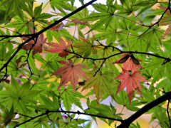 等々力緑地公園の紅葉が色付き始めました　１０