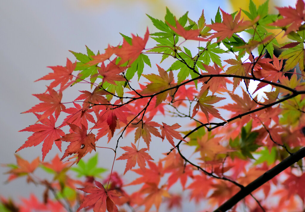 年末の大掃除・・綺麗だったなぁ～　紅葉　４