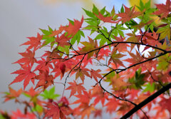 年末の大掃除・・綺麗だったなぁ～　紅葉　４